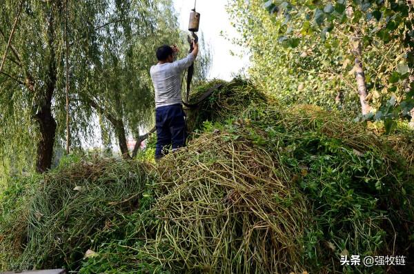 牛羊粗飼料有多少種?正確的加工方法是什麼? 牛羊粗飼料有多少種?正確的加工方法是什麼?