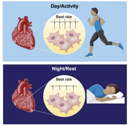 大腦要工作，心臟想休息！熬夜族，器官也想下班了……
