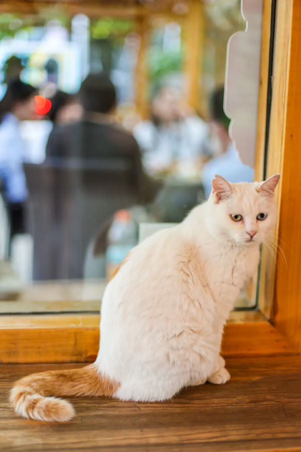 貓咪們如何才能有效防禿？