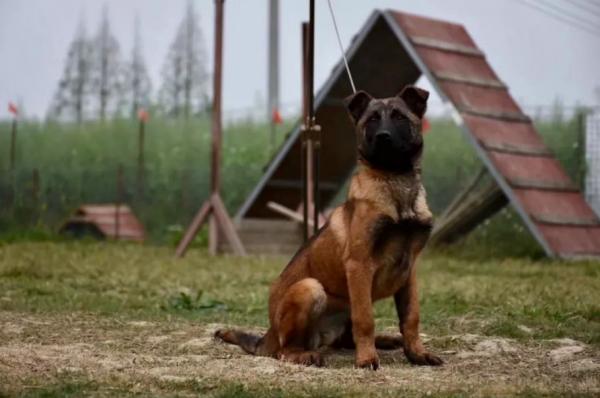 馬犬是否純種，看這些地方就行，因為串串是裝不出來的