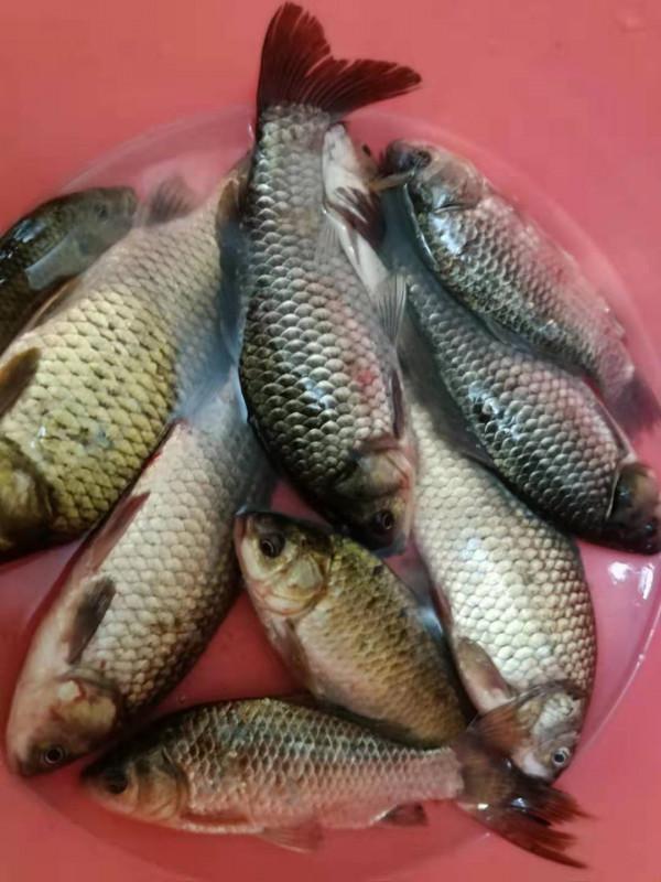 冬天找釣位重要技能：看水色，魚兒越冬之地水色不同