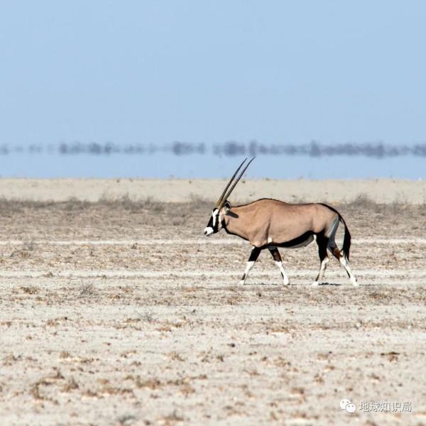 東北鹽鹼化，令人非常擔憂
