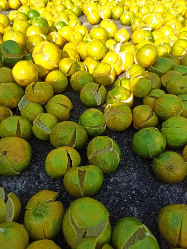 陳皮故事之六 陳皮故事之六