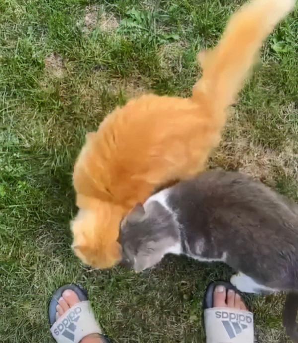 夫婦買了一間舊農舍，發現裡面有15只貓