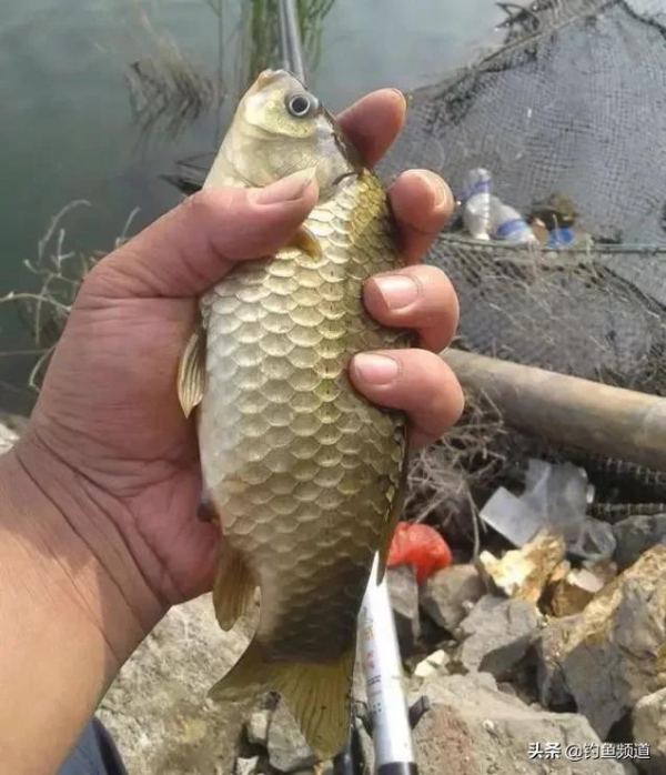 都說冷天餌料要“腥”，為啥加了也沒魚咬鉤？這4個原因是關鍵