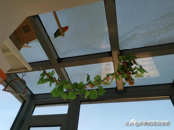 小鸚鵡朱十一的殞和小鸚鵡朱十二的歸