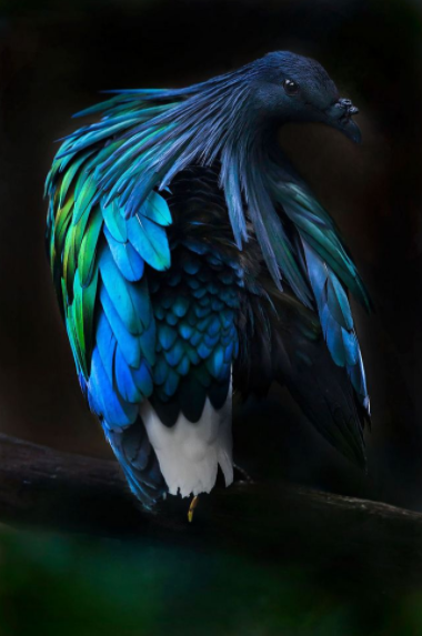 羽毛最漂亮的鴿子，和冠羽最漂亮的鴿子，你更喜歡誰？