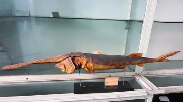 南京段大規模江豚出沒!一週約145頭次,長江10年禁捕效果好 南京段大規模江豚出沒!一週約145頭次,長江10年禁捕效果好