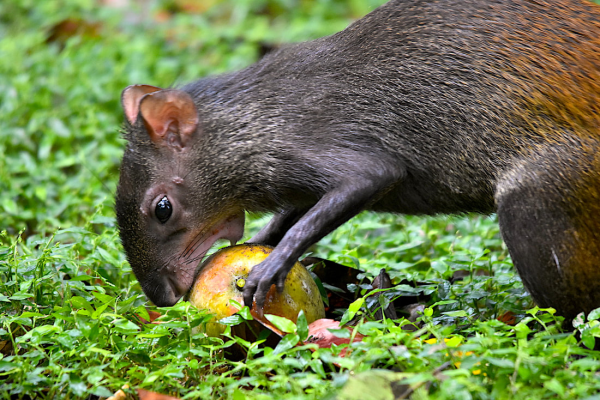 森林哺乳動物的“竊聽”技巧，全是為撿漏