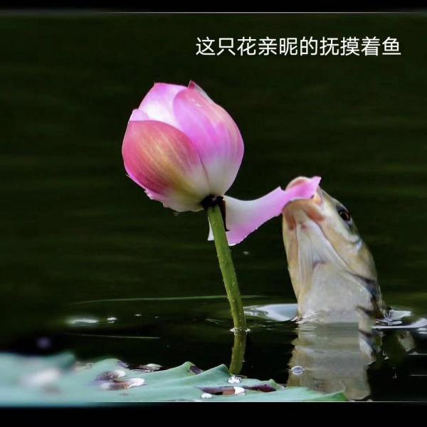 它們活成了我們想要的樣子