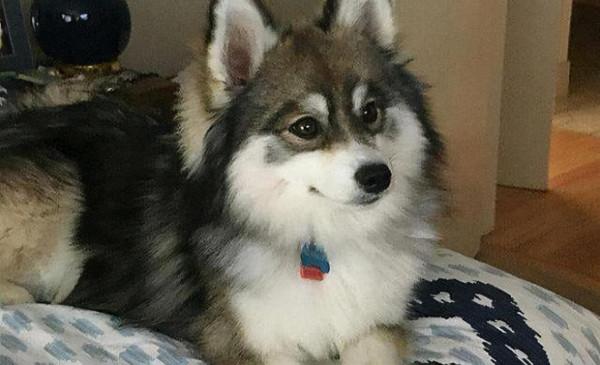 純種狗和串串狗有哪些區別？養過的人才知道