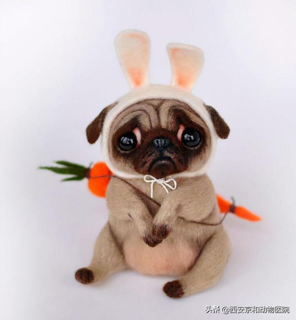 站住!不許動,把你家萌寵照片交出來 站住!不許動,把你家萌寵照片交出來