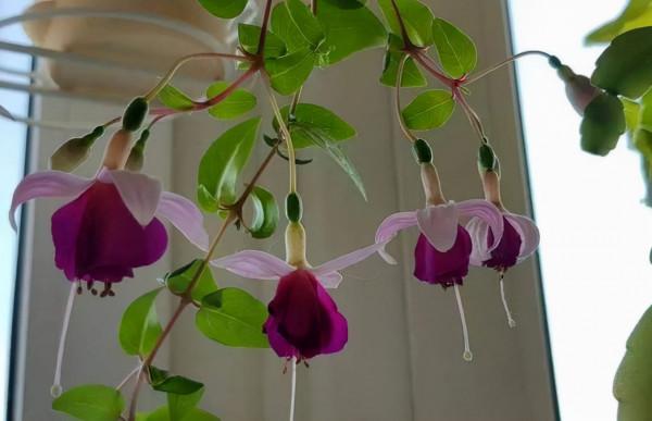 不能多曬的&OpenCurlyDoubleQuote;11種花&rdquo;，曬多了葉子就捲曲、發黃，越養越糟糕