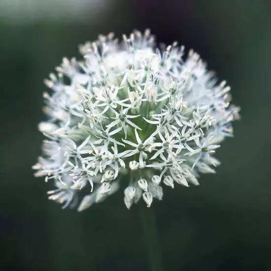 神奇的荒野（紀錄片）