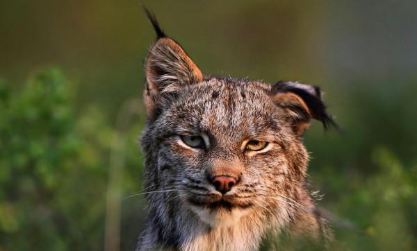 猞猁在森林裡究竟有多恐怖？就算是狼見了，都要叫“大哥”