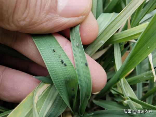 小麥三遍藥，第一遍究竟要打什麼藥？專家告訴你答案