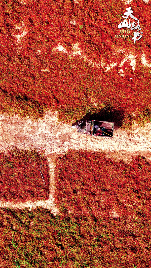 天山路書 | 走進新疆焉耆縣的一片“紅海”