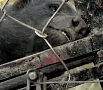 永不服輸的蜜獾，曾經有一個保護區飼養了兩隻，後來怎麼樣了？