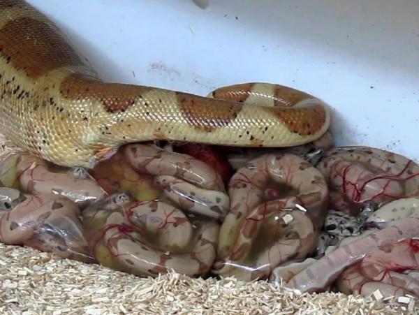 家有“迷你熱帶雨林”是一種怎樣的體驗