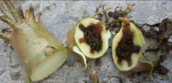 容易因多澆水而死的“10種花”，想要養好，管住手，少澆水