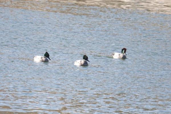 春節清河觀鳥記錄