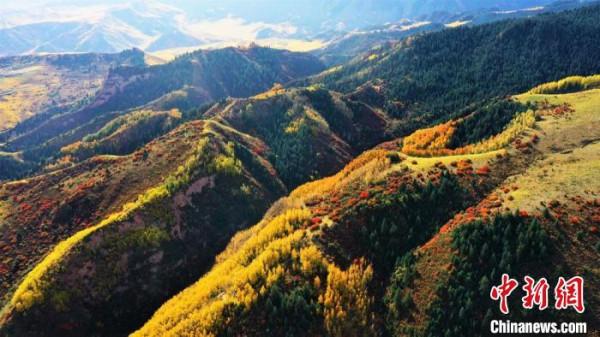 甘肅肅南馬蹄寺金秋時節層林盡染