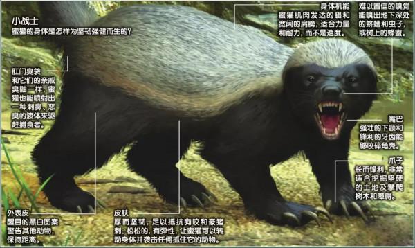 永不服輸的蜜獾，曾經有一個保護區飼養了兩隻，後來怎麼樣了？