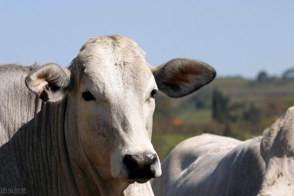 新希望劉永好：以高質量發展滿足新時代消費需求