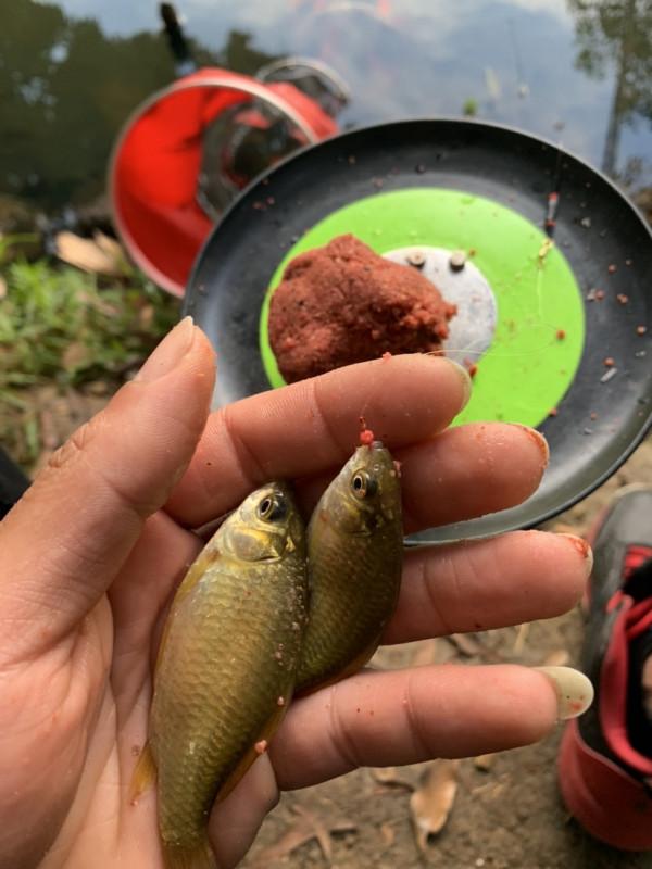 正確掌握野釣鯽魚的技巧，助你爆護