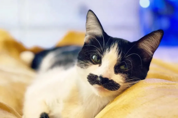 因為長了嘴一字胡，奶牛貓無人領養，卻因禍得福成了網紅