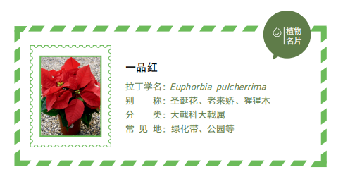 不甘寂寞的聖誕紅葉子