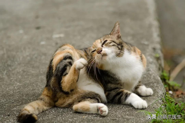 貓把自己舔禿了！是不是嘲笑我禿頂啊？