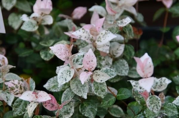 植物非試管高效快繁技術繁殖絡石