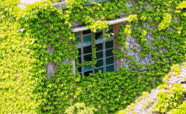 浙江舟山一“空村”,棟棟別墅爬滿綠植,上過英國《每日郵報》 浙江舟山一“空村”,棟棟別墅爬滿綠植,上過英國《每日郵報》