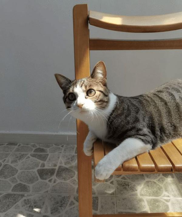 狸花貓對你做這幾點,說明在它心裡,你不配當它的主人 狸花貓對你做這幾點,說明在它心裡,你不配當它的主人