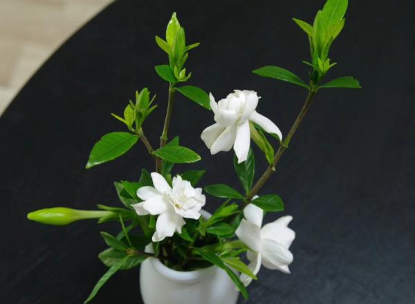 家裡養這6種盆景樹,花期長,香味還健康怡人,擺客廳最好 家裡養這6種盆景樹,花期長,香味還健康怡人,擺客廳最好