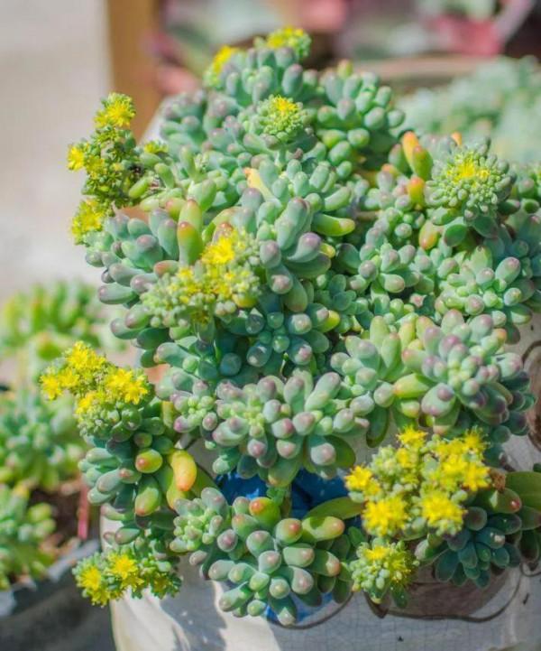 50種多肉開花欣賞，你養的開花了嗎？快來曬曬