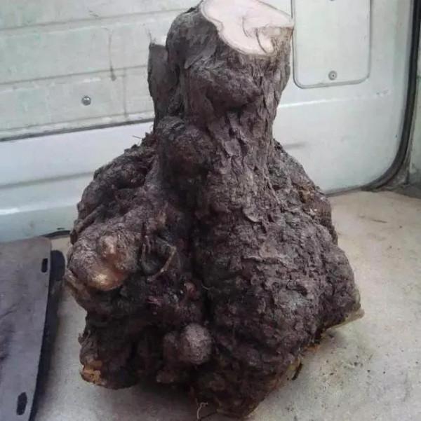 "北方黃花梨"精品是這樣的,分享美是福 "北方黃花梨"精品是這樣的,分享美是福