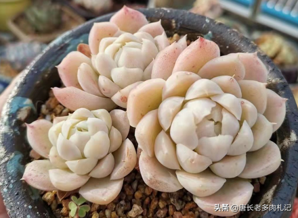 新手養的多肉乾巴巴的?應該是這6個毛病,處理好葉片就能胖乎乎 新手養的多肉乾巴巴的?應該是這6個毛病,處理好葉片就能胖乎乎