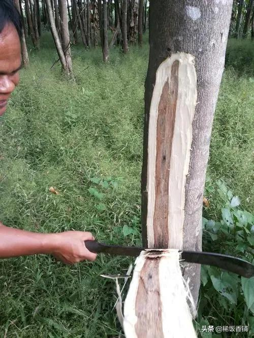 沉香與沉香木的區別