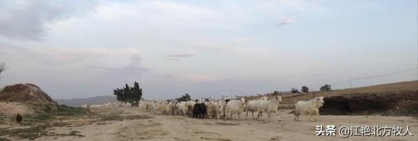 漢族男人娶個蒙古族媳婦為啥這麼難？聽江豔詳細道出其中的原因