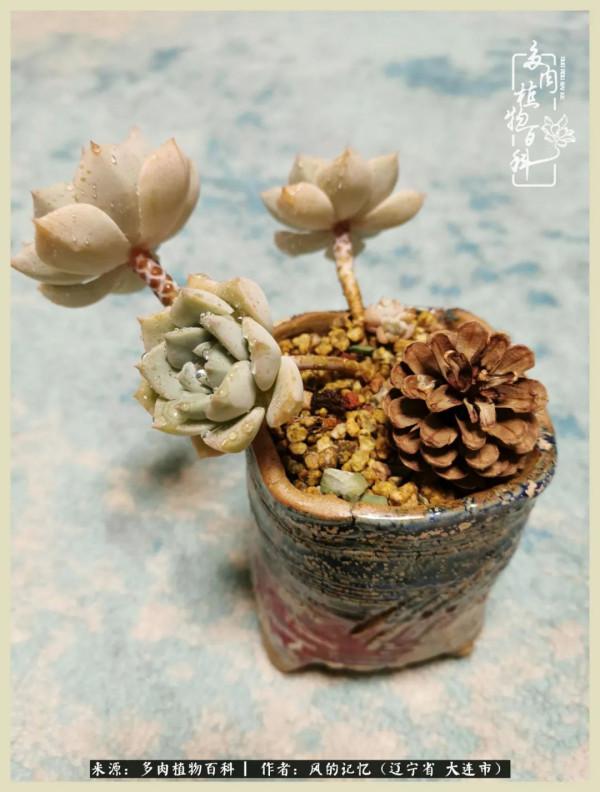大千世界，與多肉共享