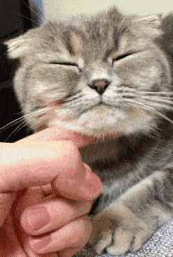 為什麼人們這麼喜歡擼貓？看完我要想養一隻貓