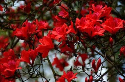 分享——杜鵑花