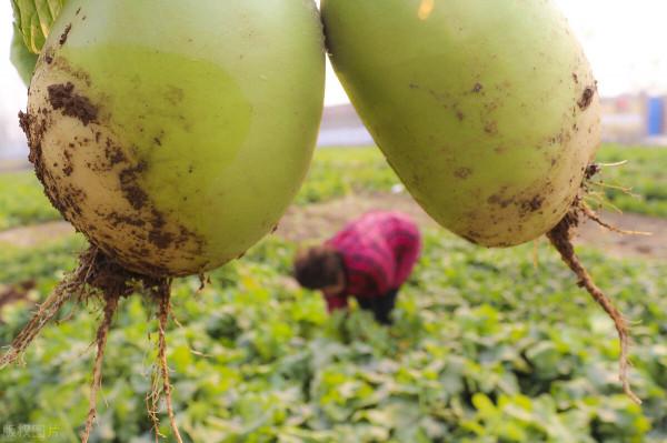 寒潮來襲！農作物應如何防寒抗凍？這三點是果樹、蔬菜防凍關鍵