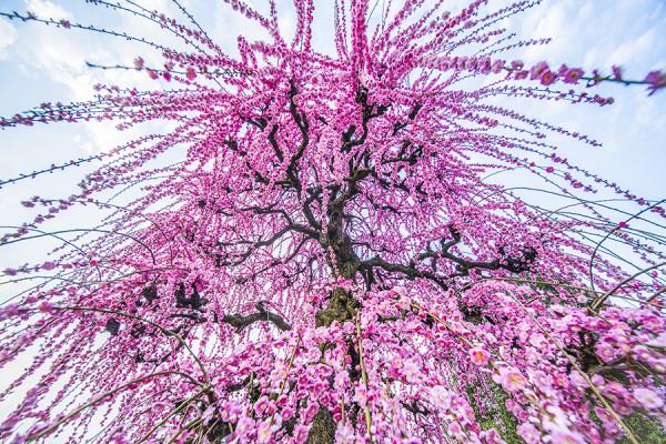 科普一下梅花：垂枝梅