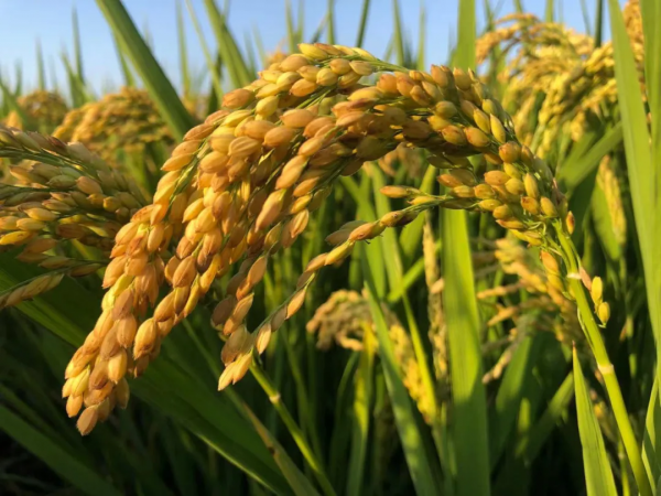 軟米稻品種寧香粳9號：早熟高產品質好，米飯口感軟，香味獨特