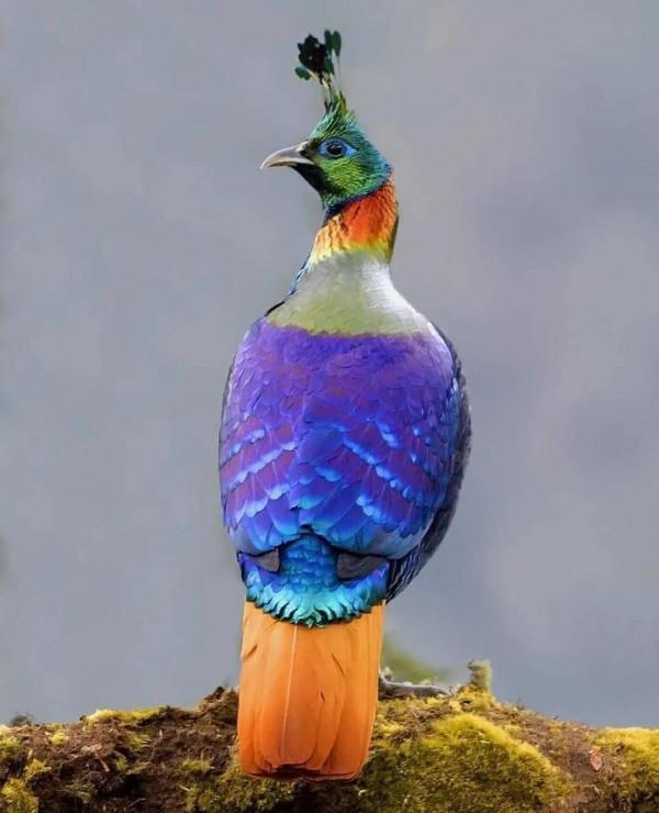 分享——最珍貴罕見的鳥