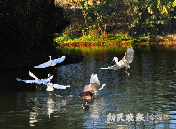 溼地深秋生態美 候鳥翔集舞翩翩