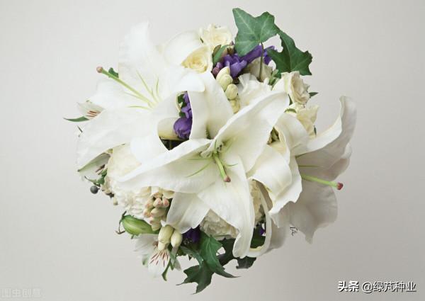 怎樣讓百合花開得更久 怎樣讓百合花開得更久